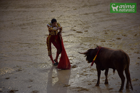 Animalistas celebran cancelación de corrida de toros en Inca